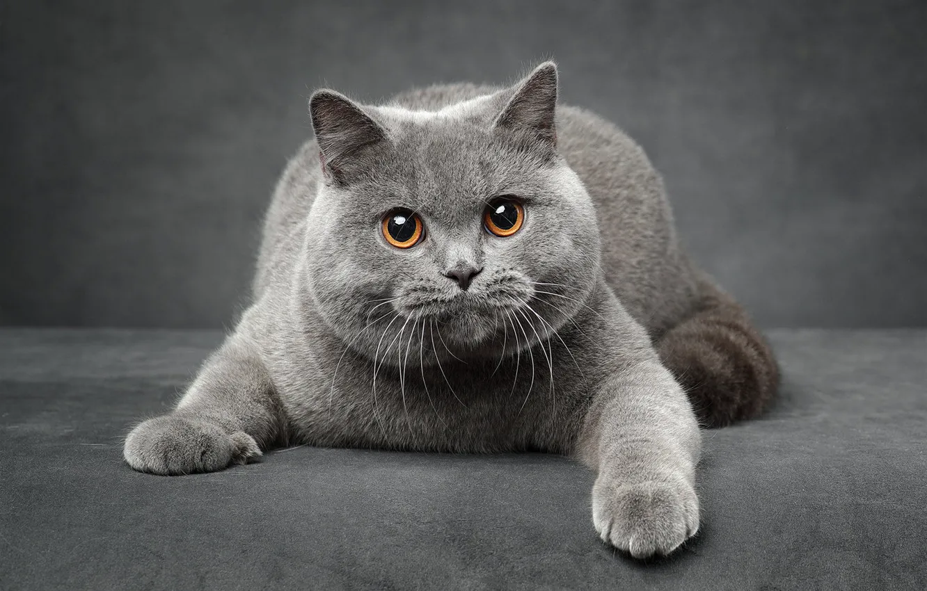 Photo wallpaper cat, cat, look, pose, grey, lies, face, British