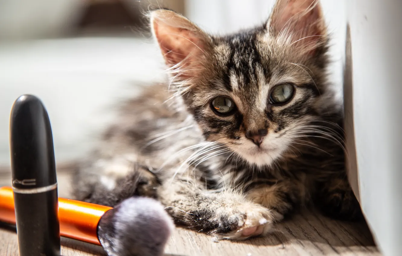 Photo wallpaper cat, lipstick, kitty, brush