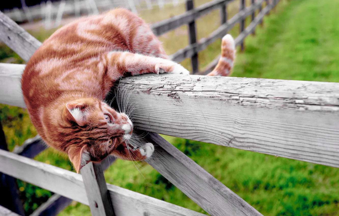 Photo wallpaper cat, mood, the fence, Kote