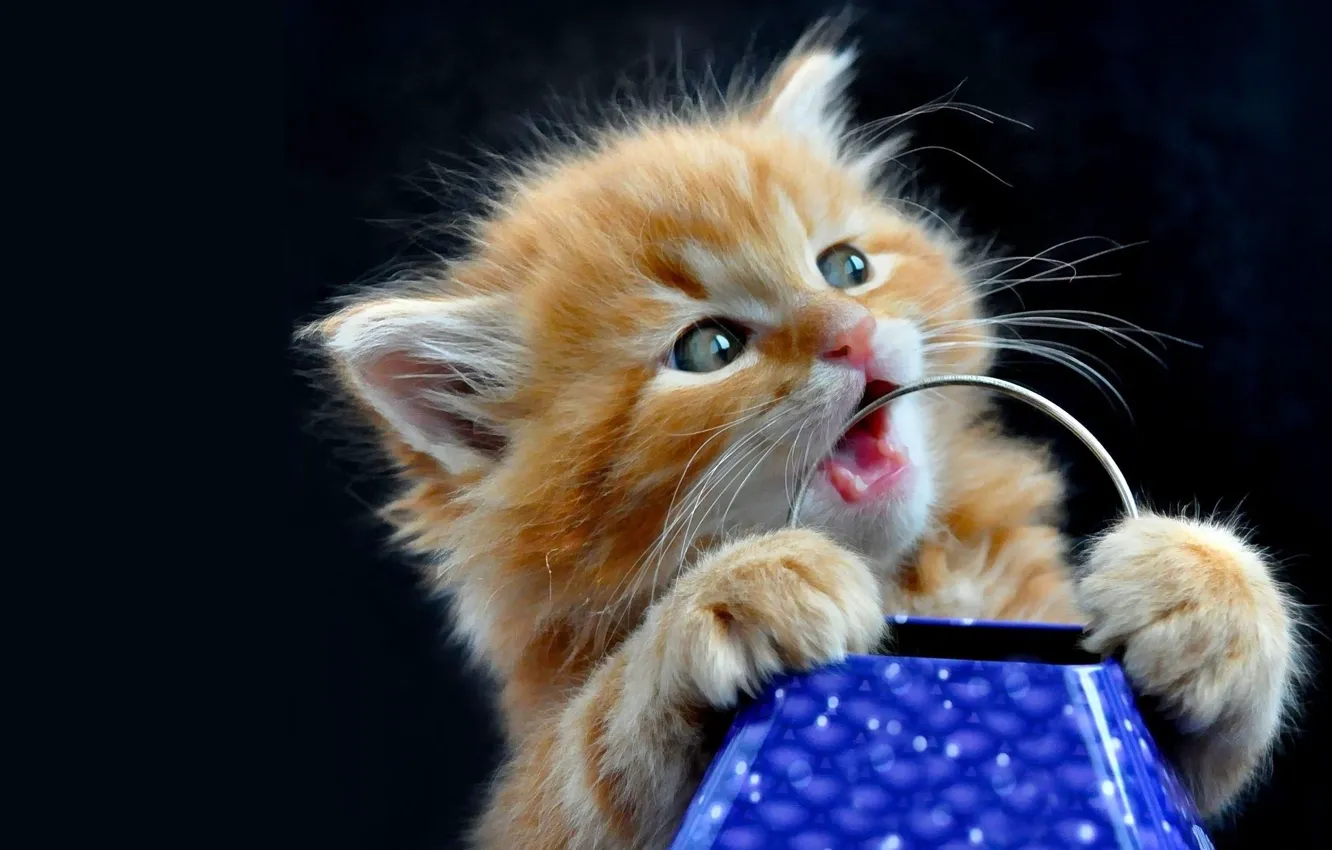 Photo wallpaper background, black, fluffy, red, kitty, striped