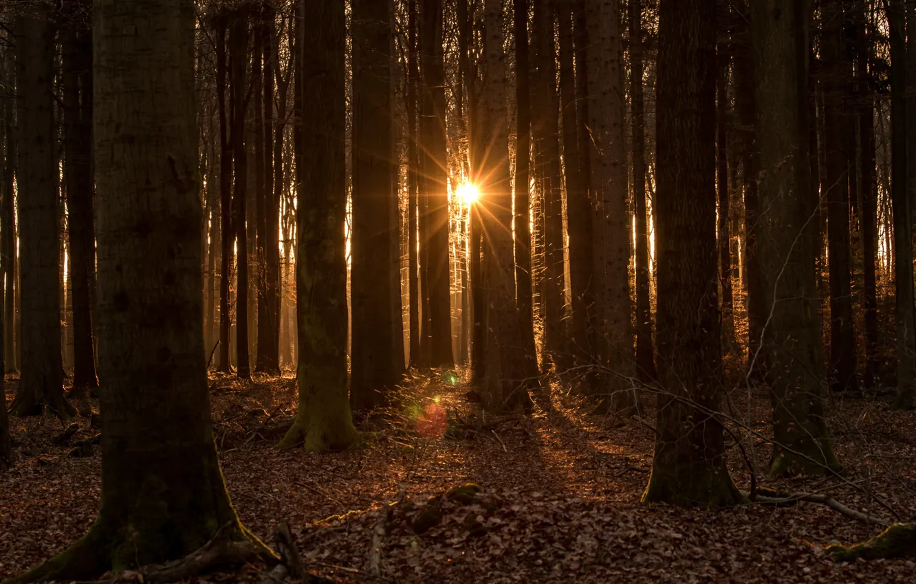 Photo wallpaper forest, the sun, trees, sunset in the forest