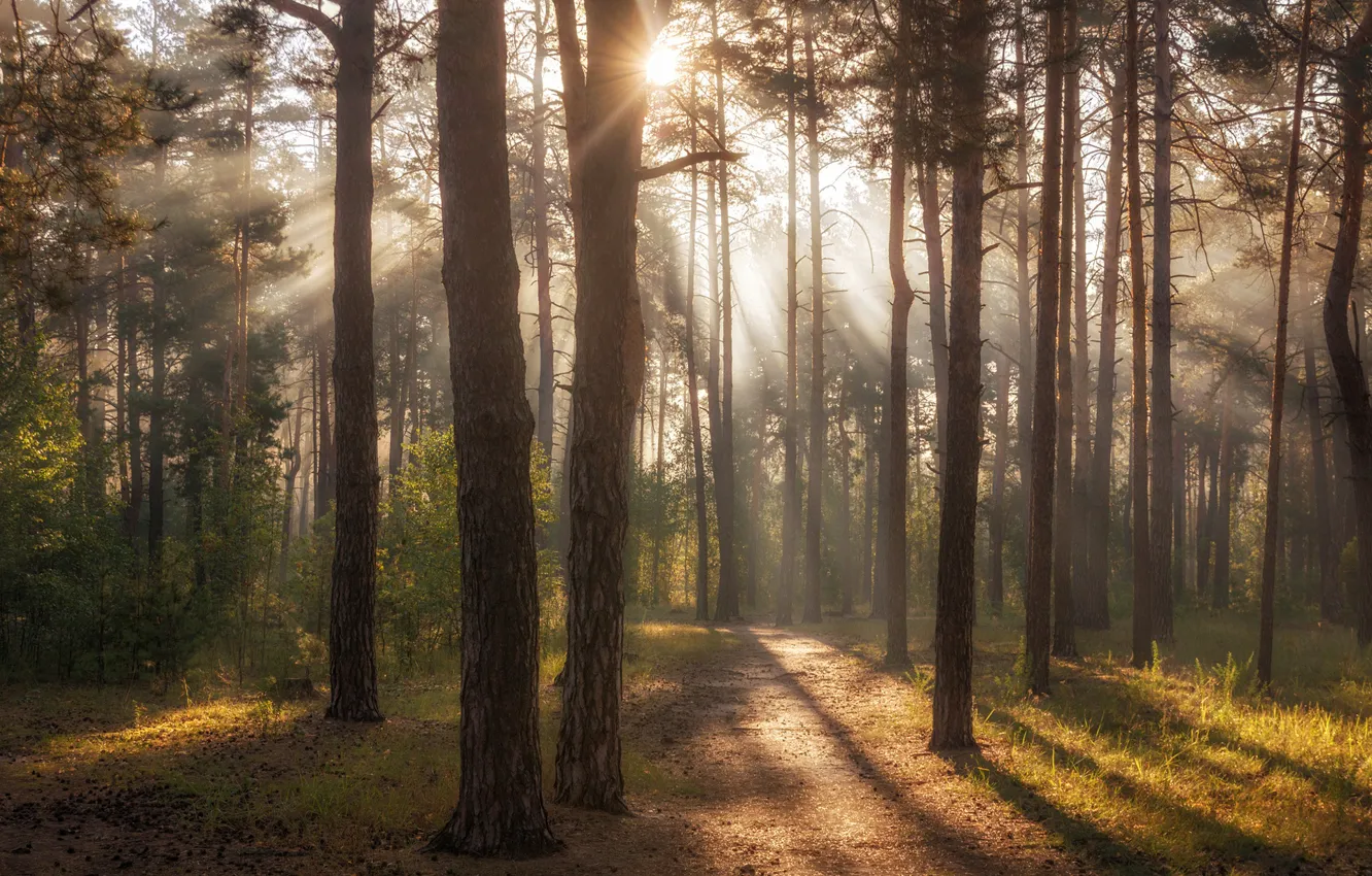 Photo wallpaper forest, summer, grass, the sun, rays, light, trees, branches
