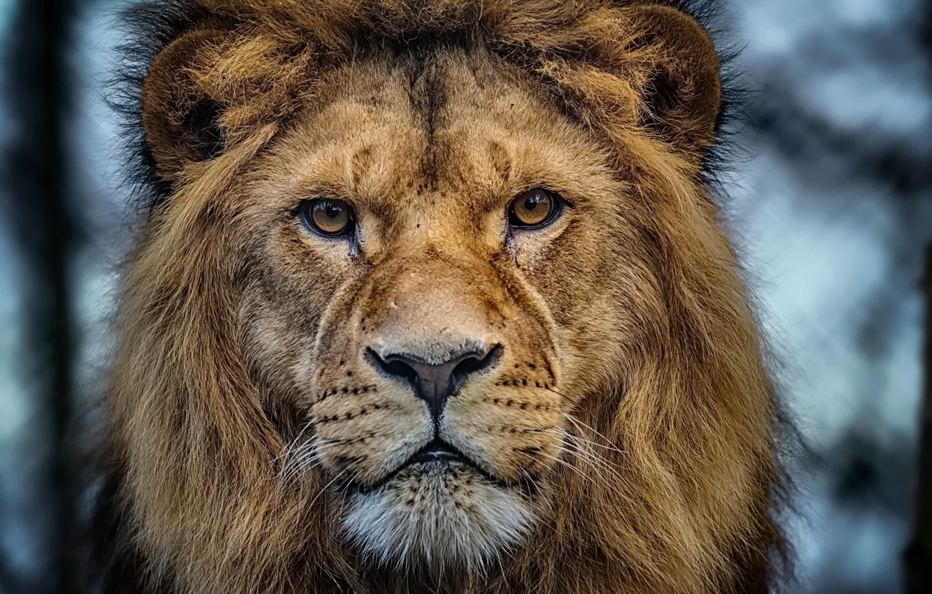 Photo wallpaper Leo, king, beast