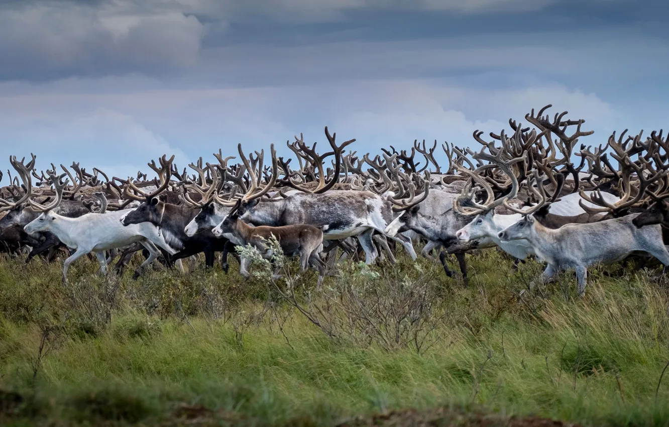 Photo wallpaper deer, tundra, the herd, reindeer, Nadezhda Demkina