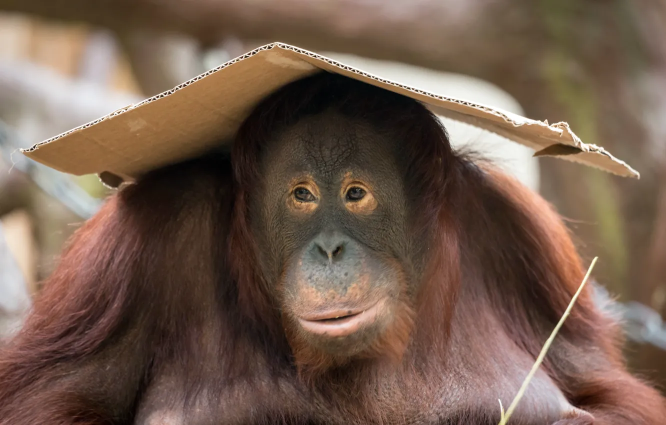 Photo wallpaper background, monkey, orangutan