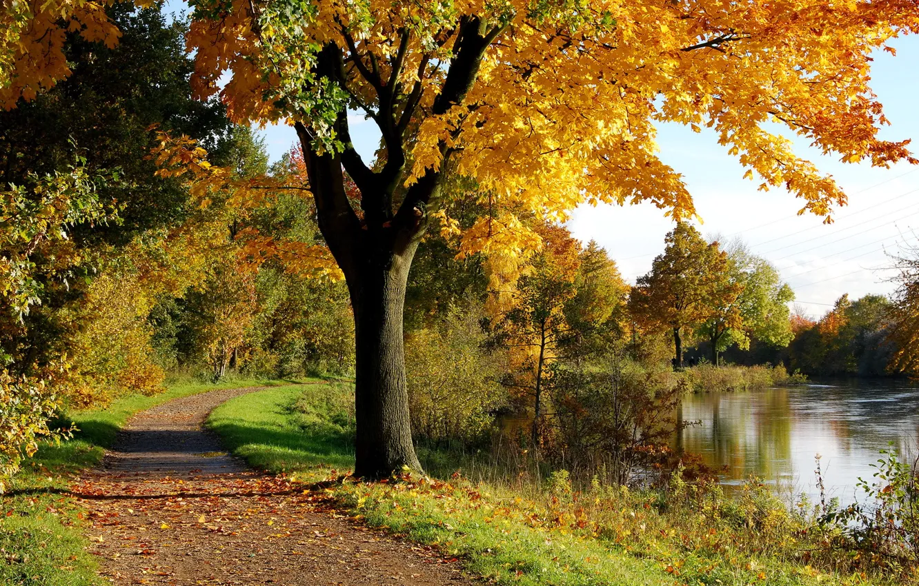 Photo wallpaper autumn, trees, Park