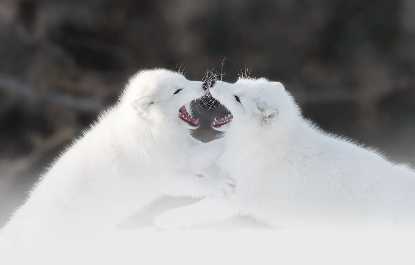 Photo wallpaper winter, snow, pose, background, the game, white, Fox, two pair