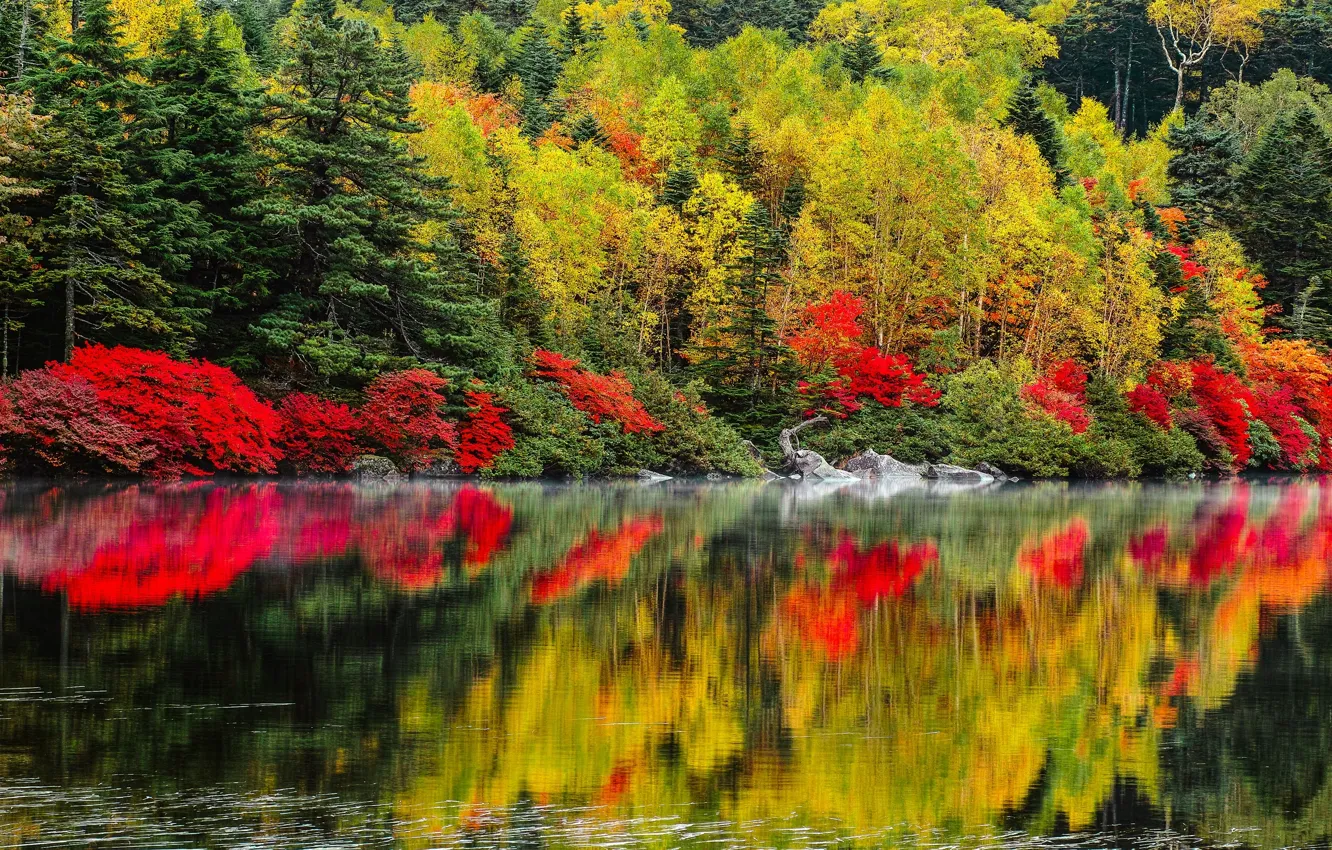 Photo wallpaper autumn, trees, landscape, nature, lake, forest