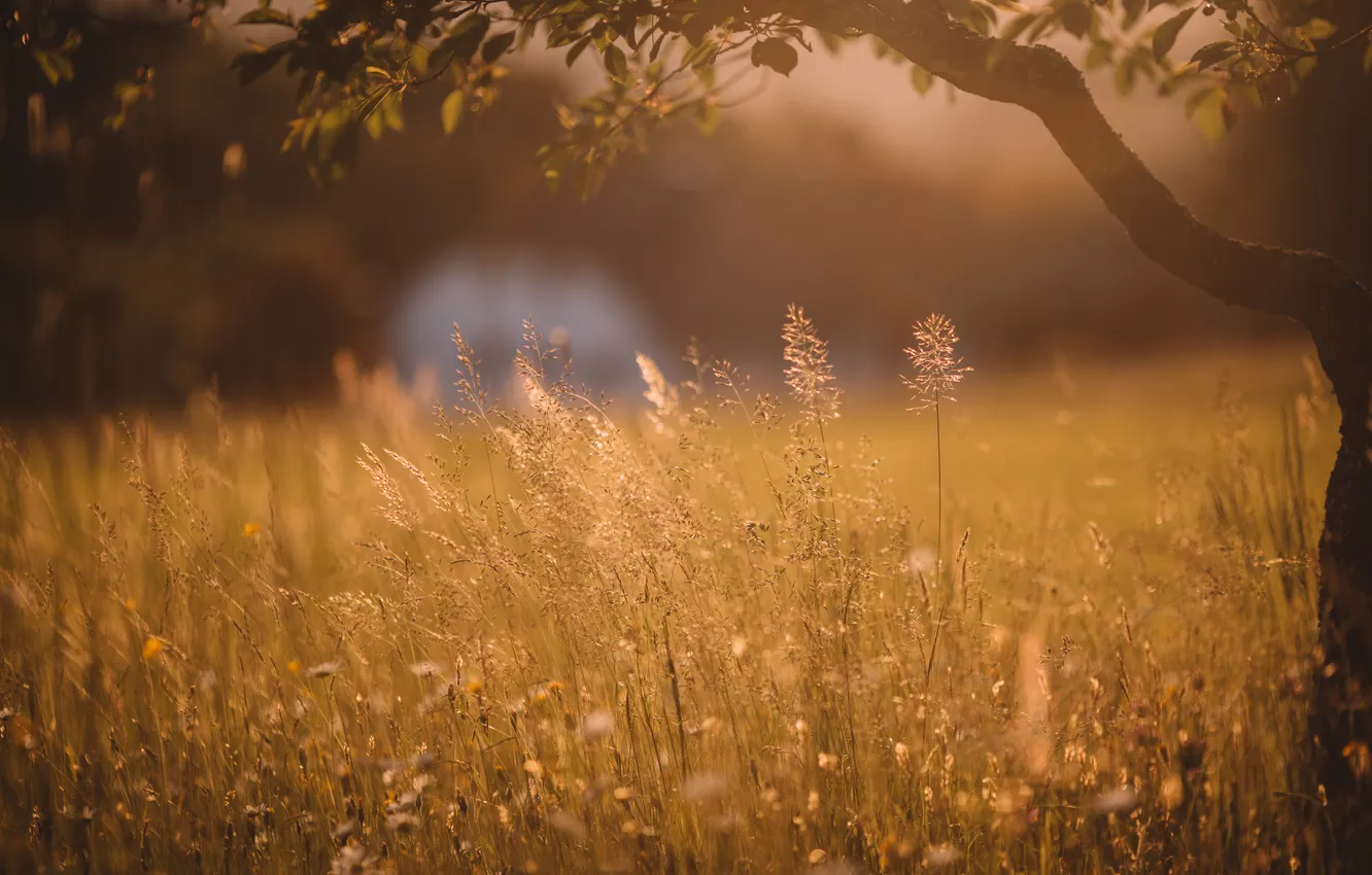Photo wallpaper field, nature, spikelets