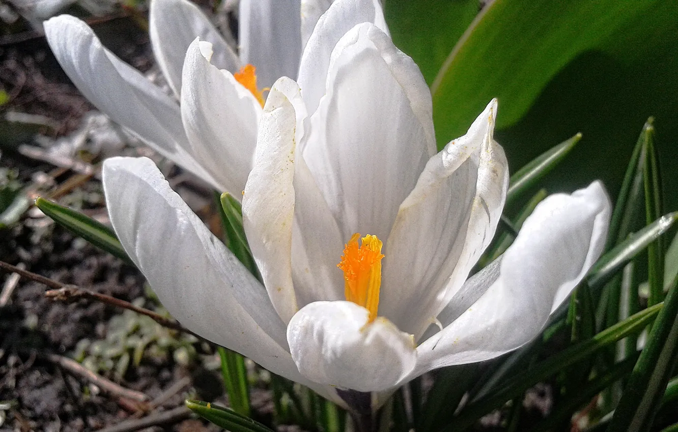 Photo wallpaper macro, flowers, nature