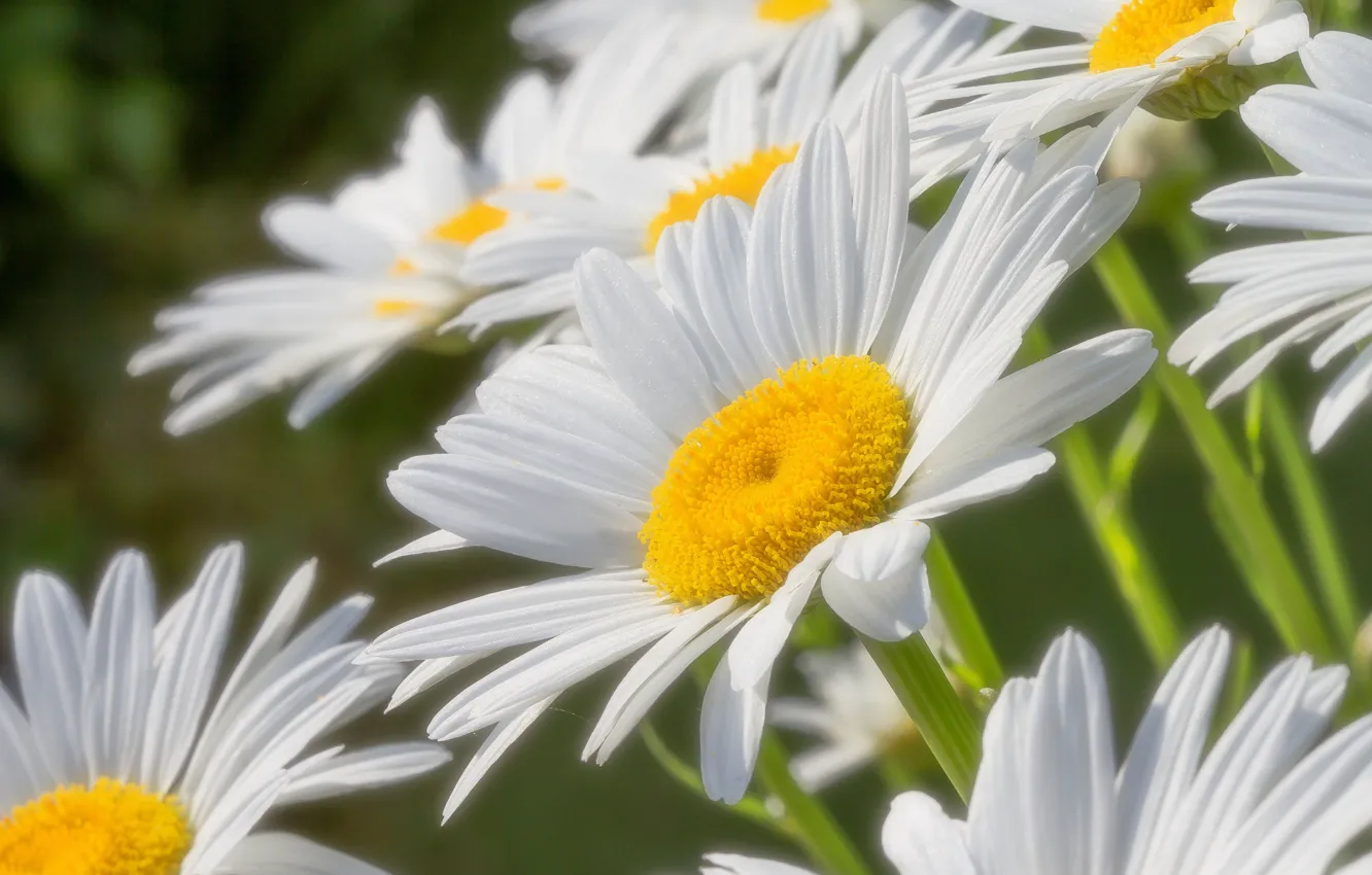 Photo wallpaper macro, chamomile, petals, the sun