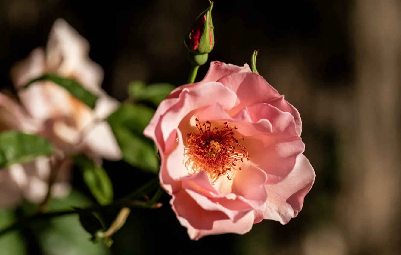 Photo wallpaper light, flowers, branches, the dark background, roses, pink, buds