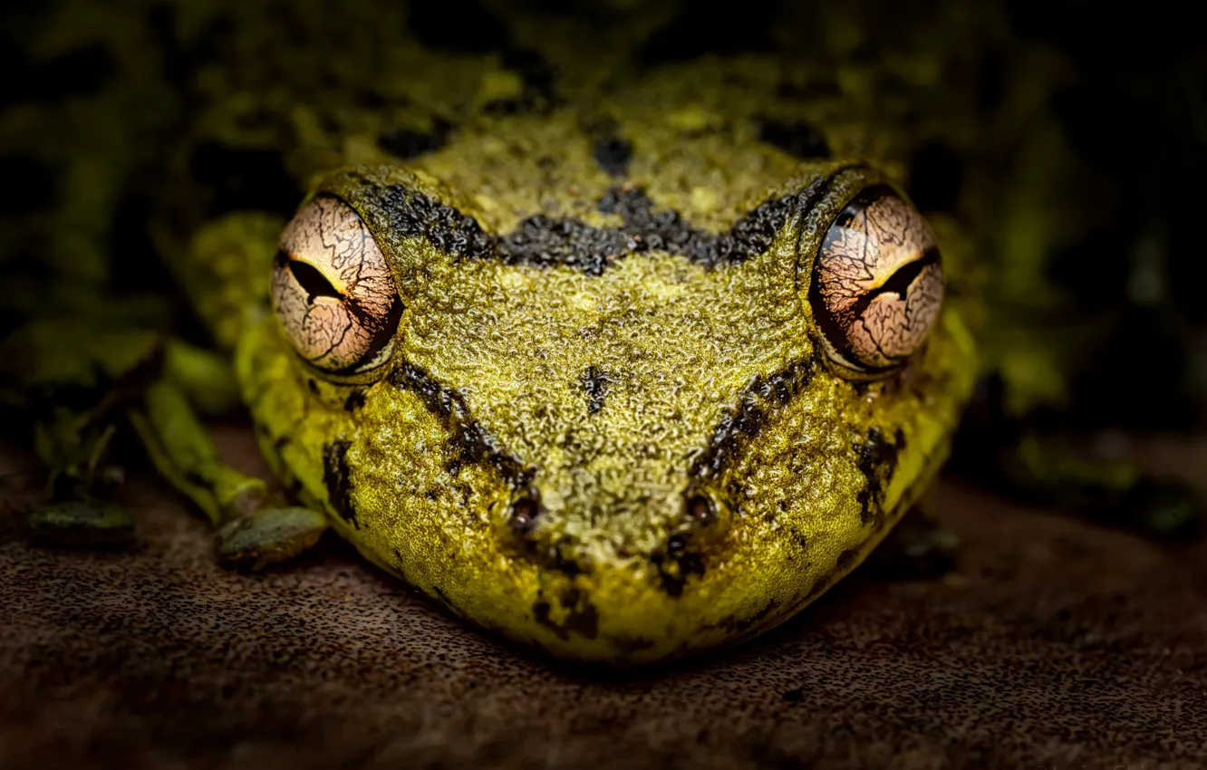 Photo wallpaper macro, frog, Scinax fuscovarius