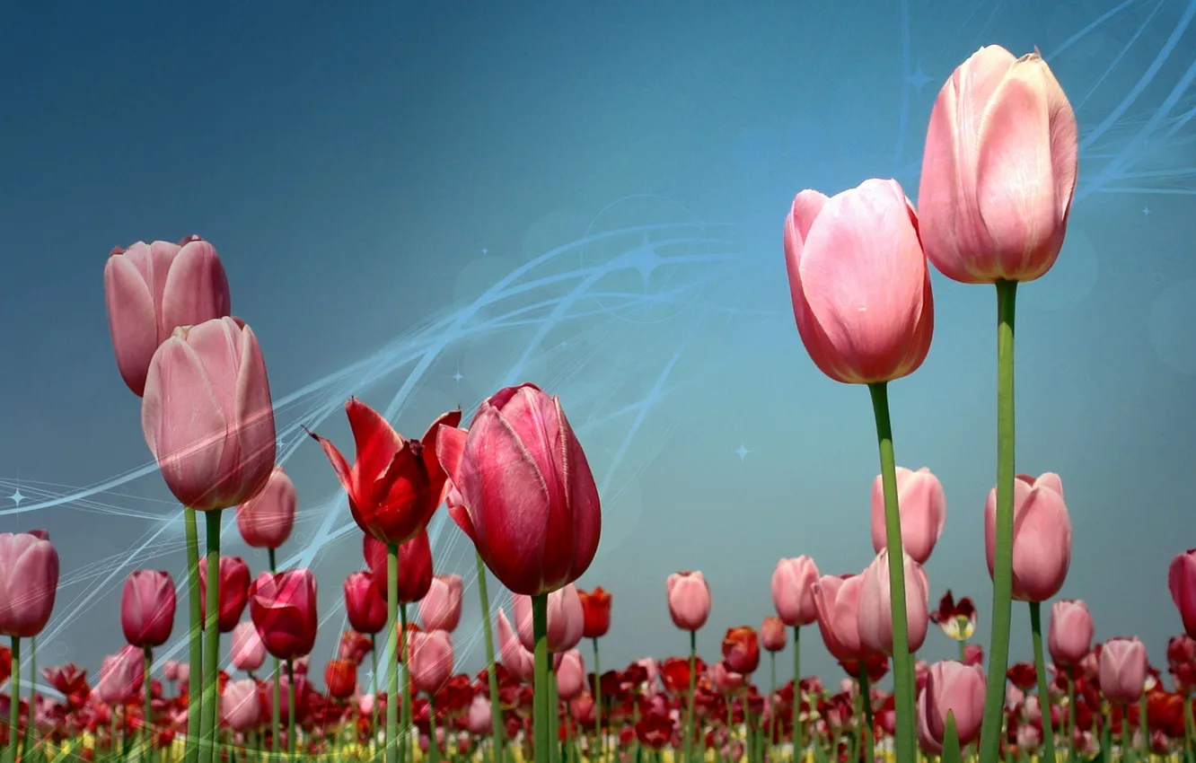 Photo wallpaper flowers, nature, tulips