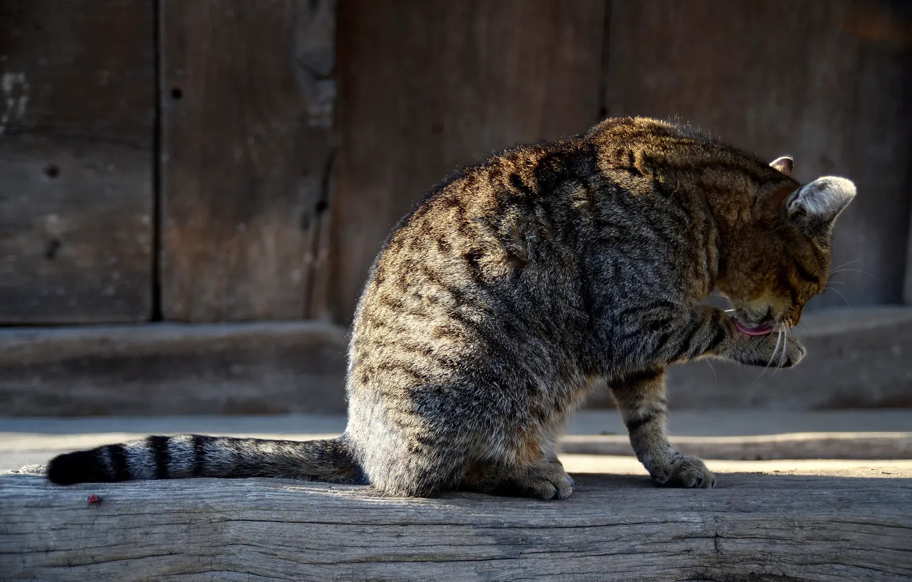 Photo wallpaper cat, grey, sitting, washes, striped