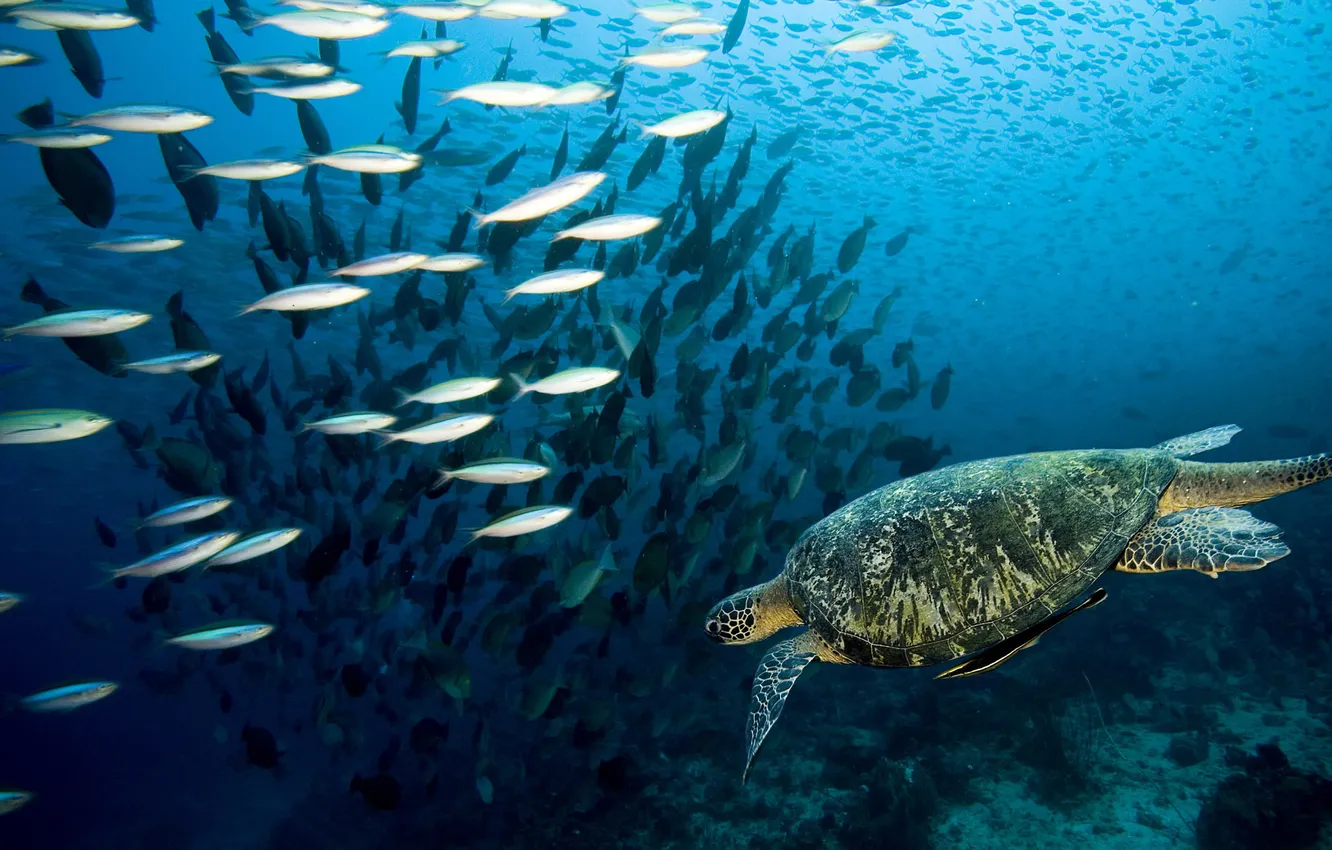 Photo wallpaper the world, turtle, fish, pack, underwater