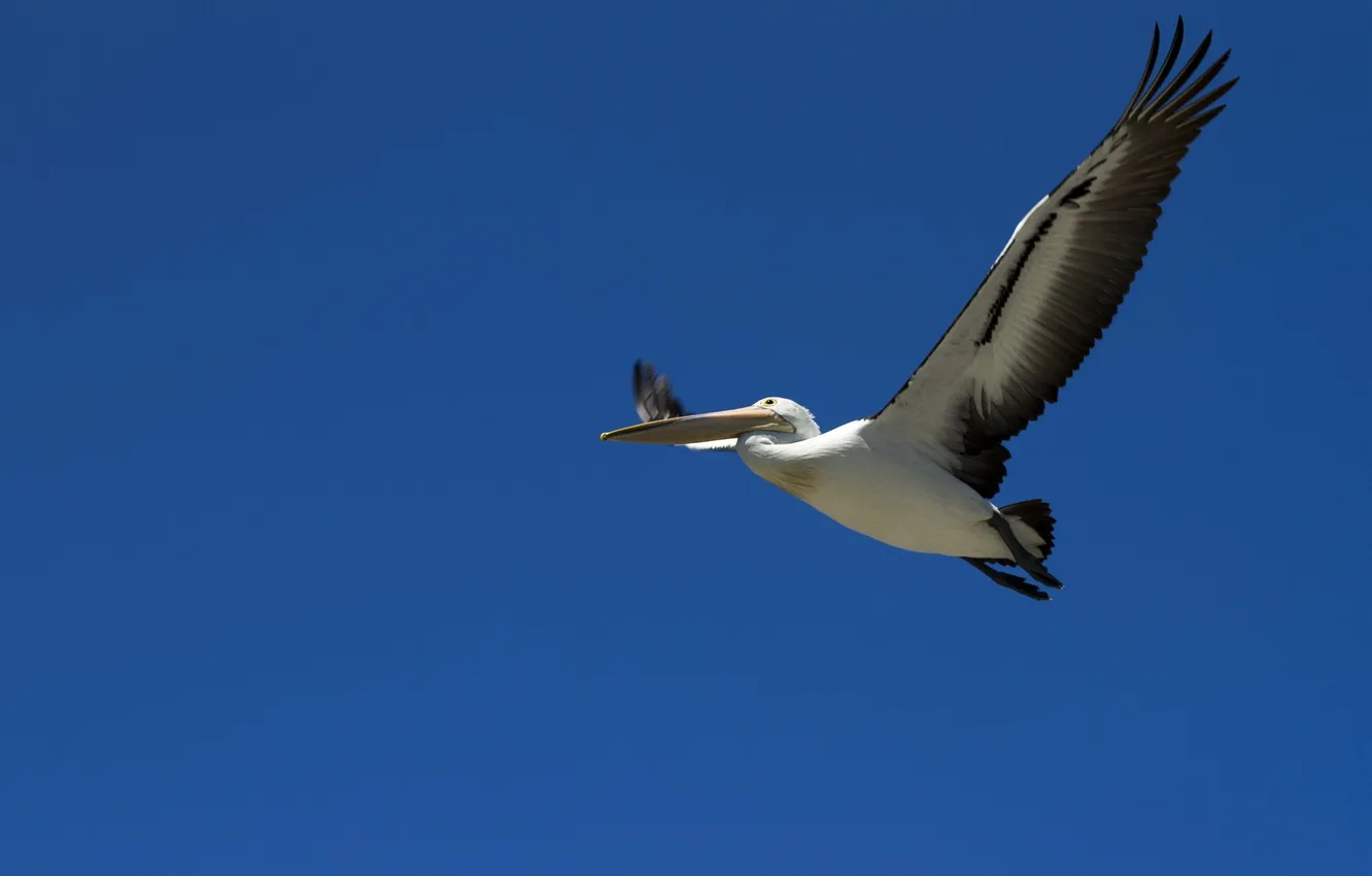Photo wallpaper the sky, flight, bird, Pelican