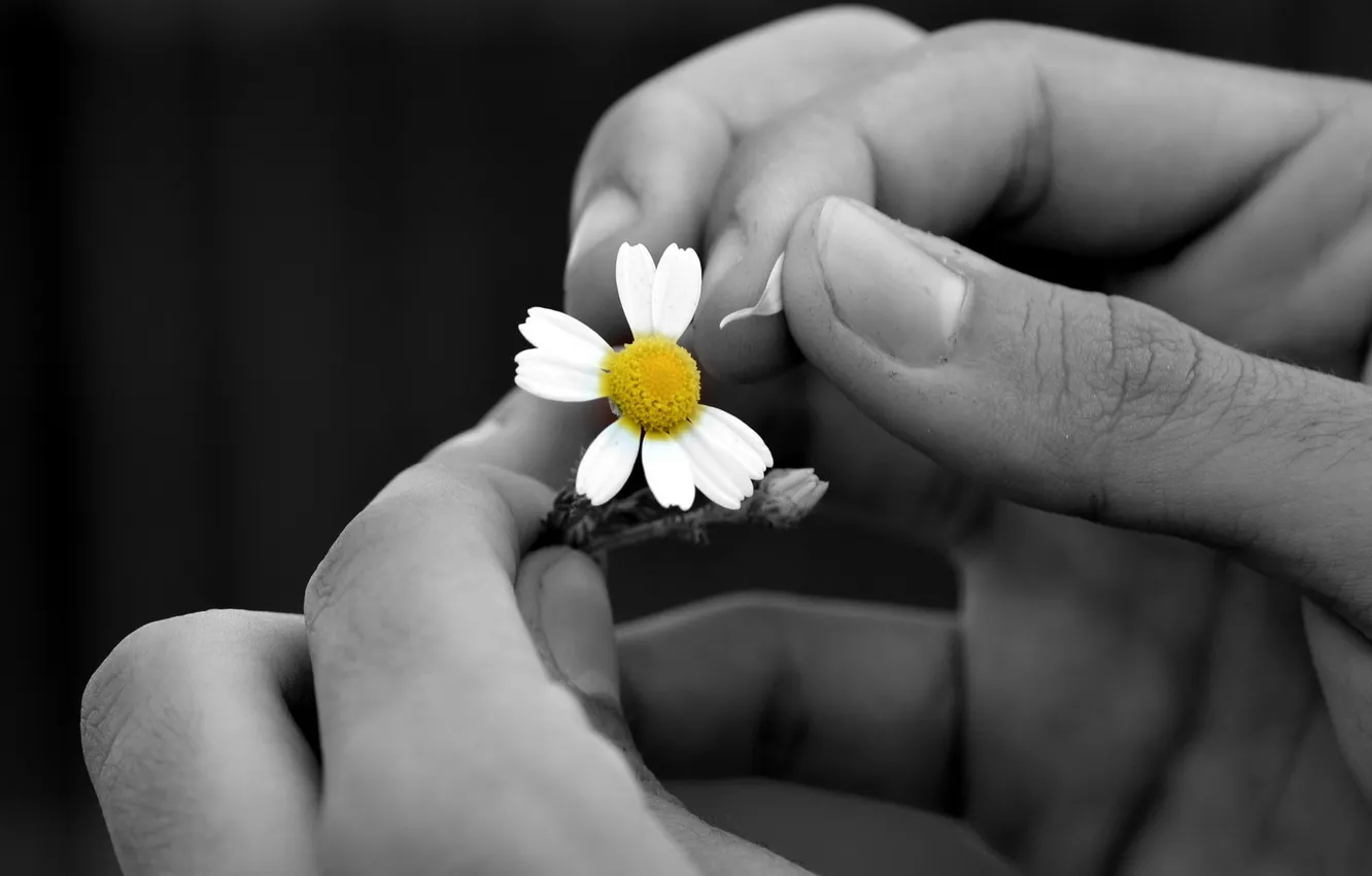 Photo wallpaper macro, chamomile, hands