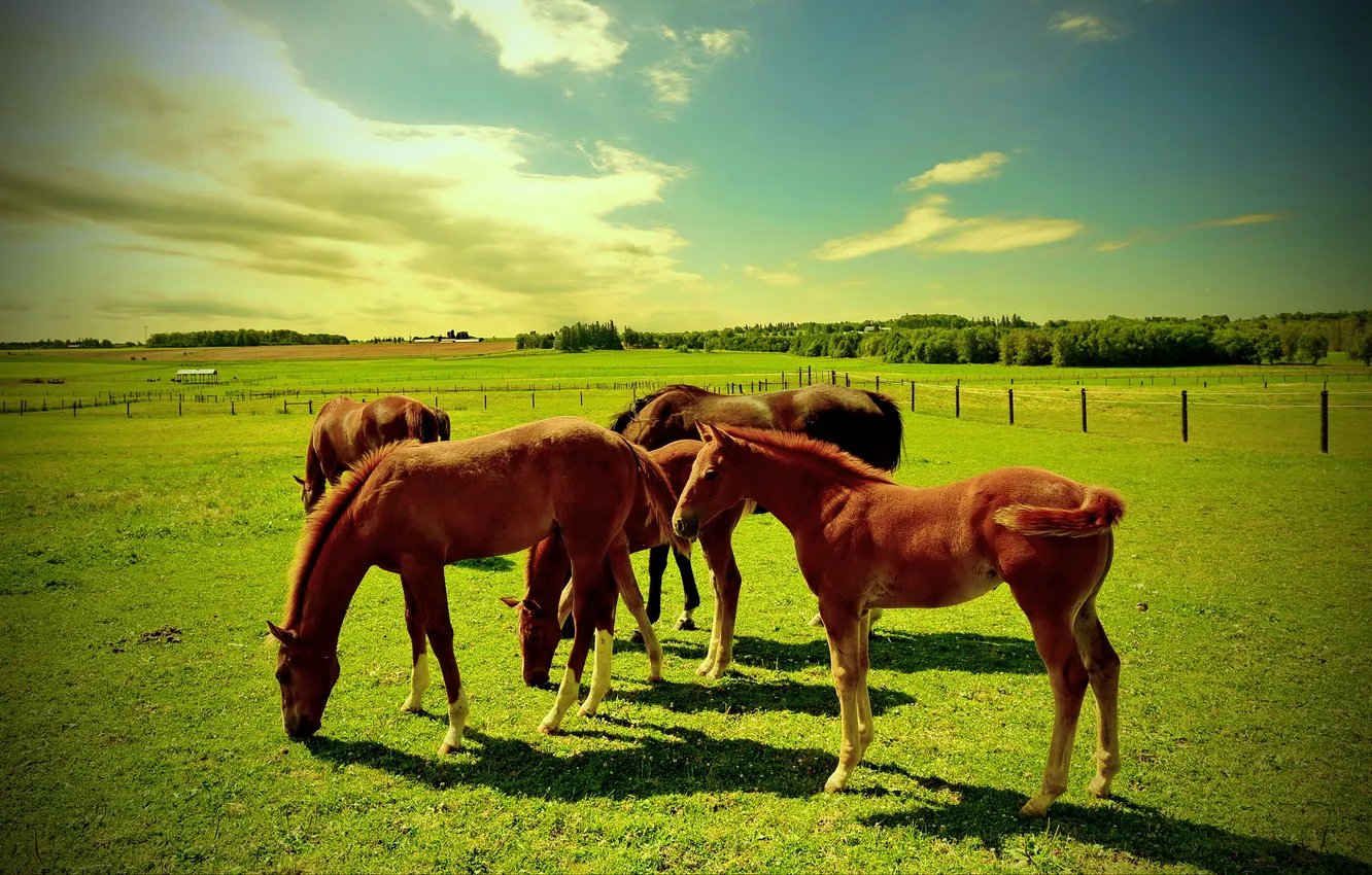 Photo wallpaper field, animal, horse, pasture, foal