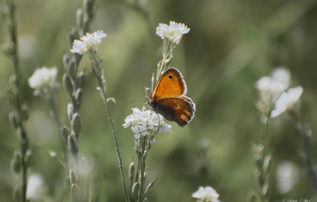 Photo wallpaper summer, mood, butterfly, bokeh