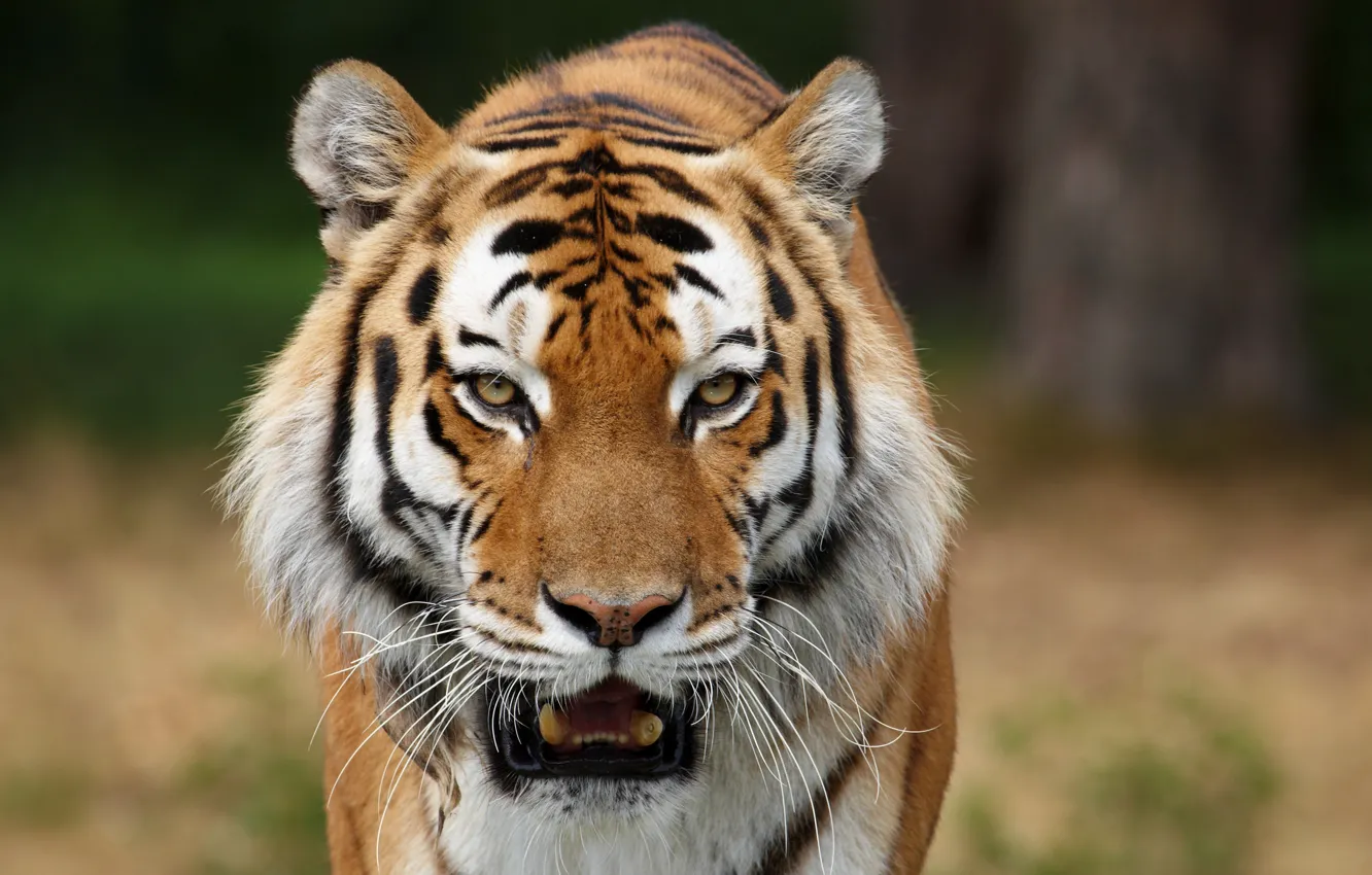Photo wallpaper predators, wild cats, Siberian tigers, animal photos