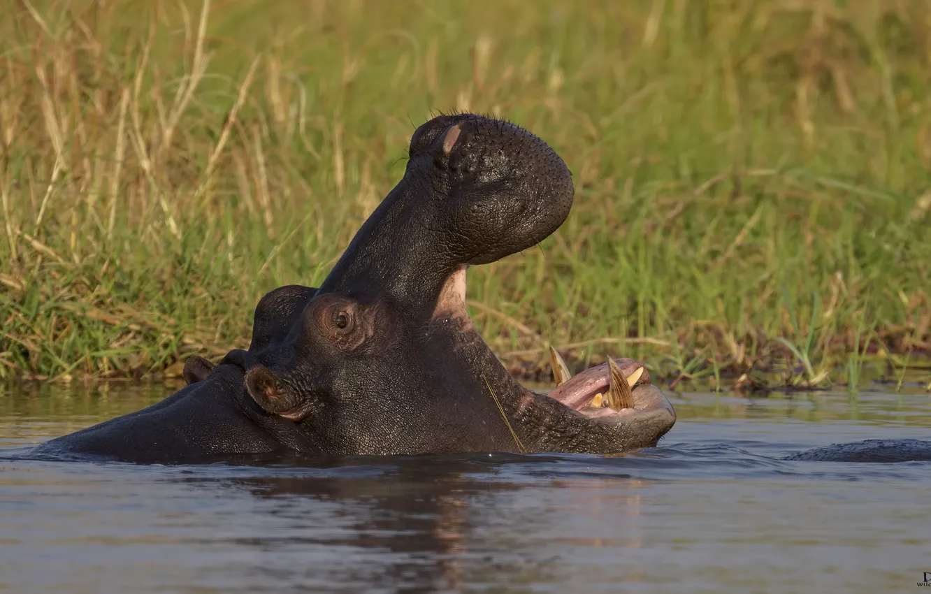 Photo wallpaper lake, mouth, Hippo, DUELL ©