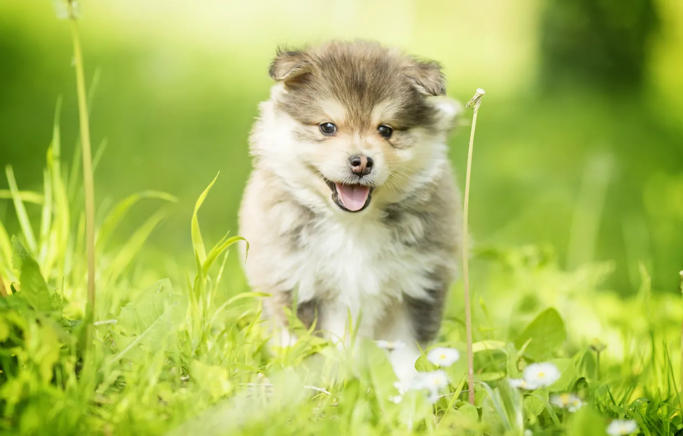Photo wallpaper grass, dog, puppy, walk, Finnish lapphund