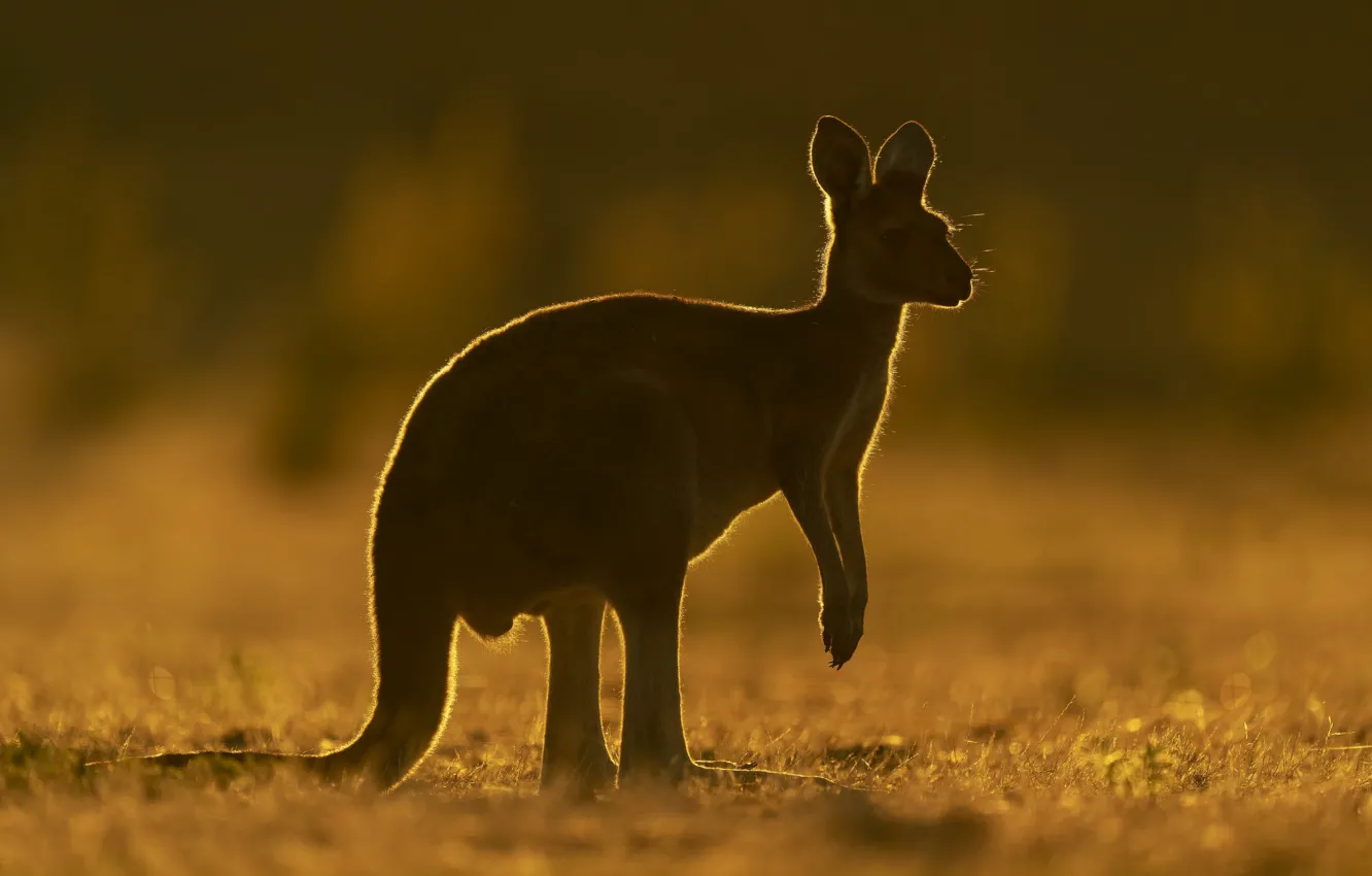 Photo wallpaper nature, Australia, kangaroo