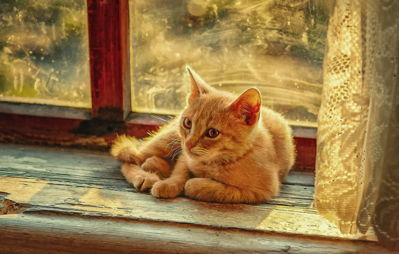 Photo wallpaper cat, cat, animal, window, sill, curtain, tulle, photoart