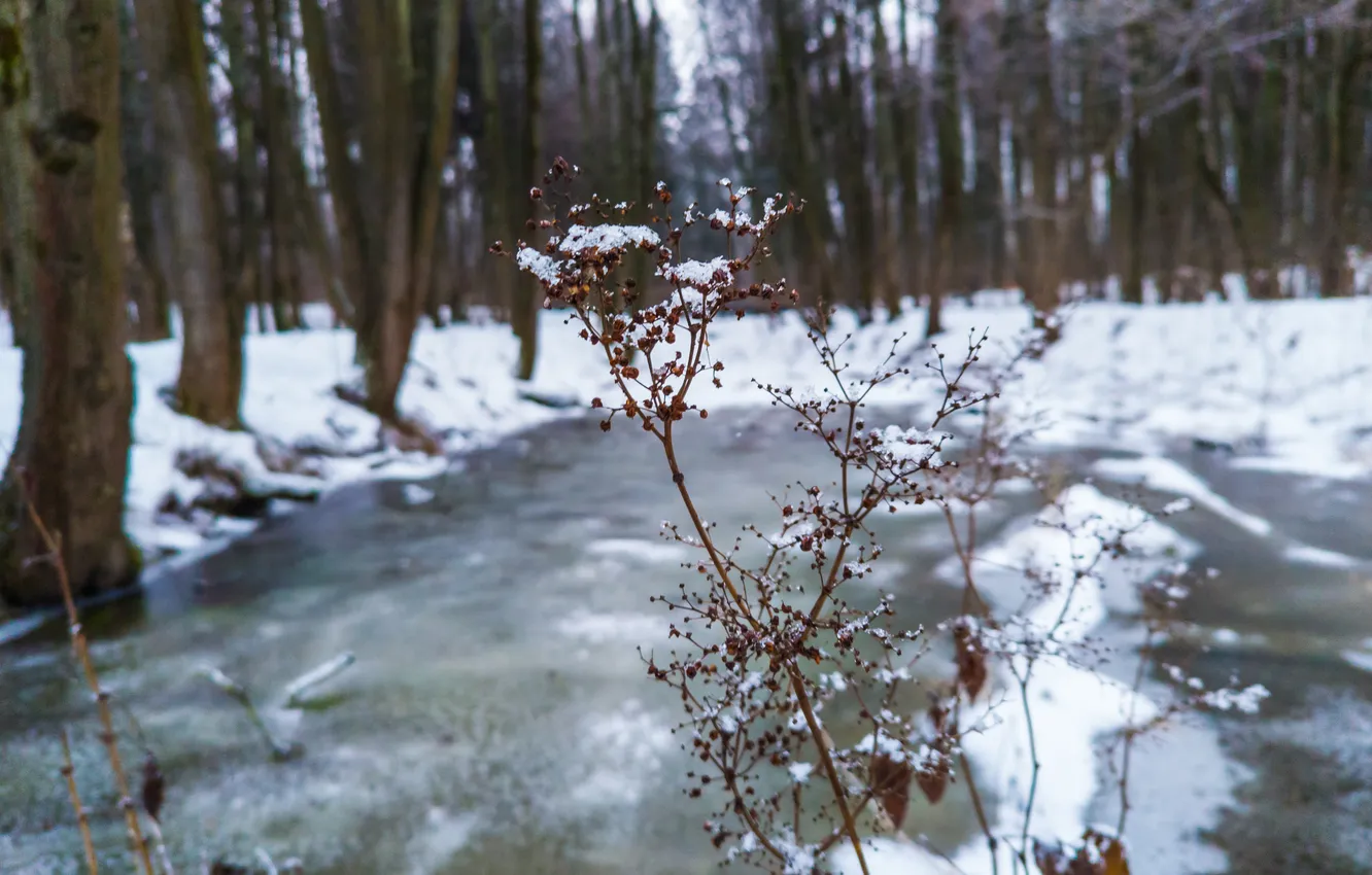 Photo wallpaper winter, forest, snow, trees, nature, lake, Moscow, Russia