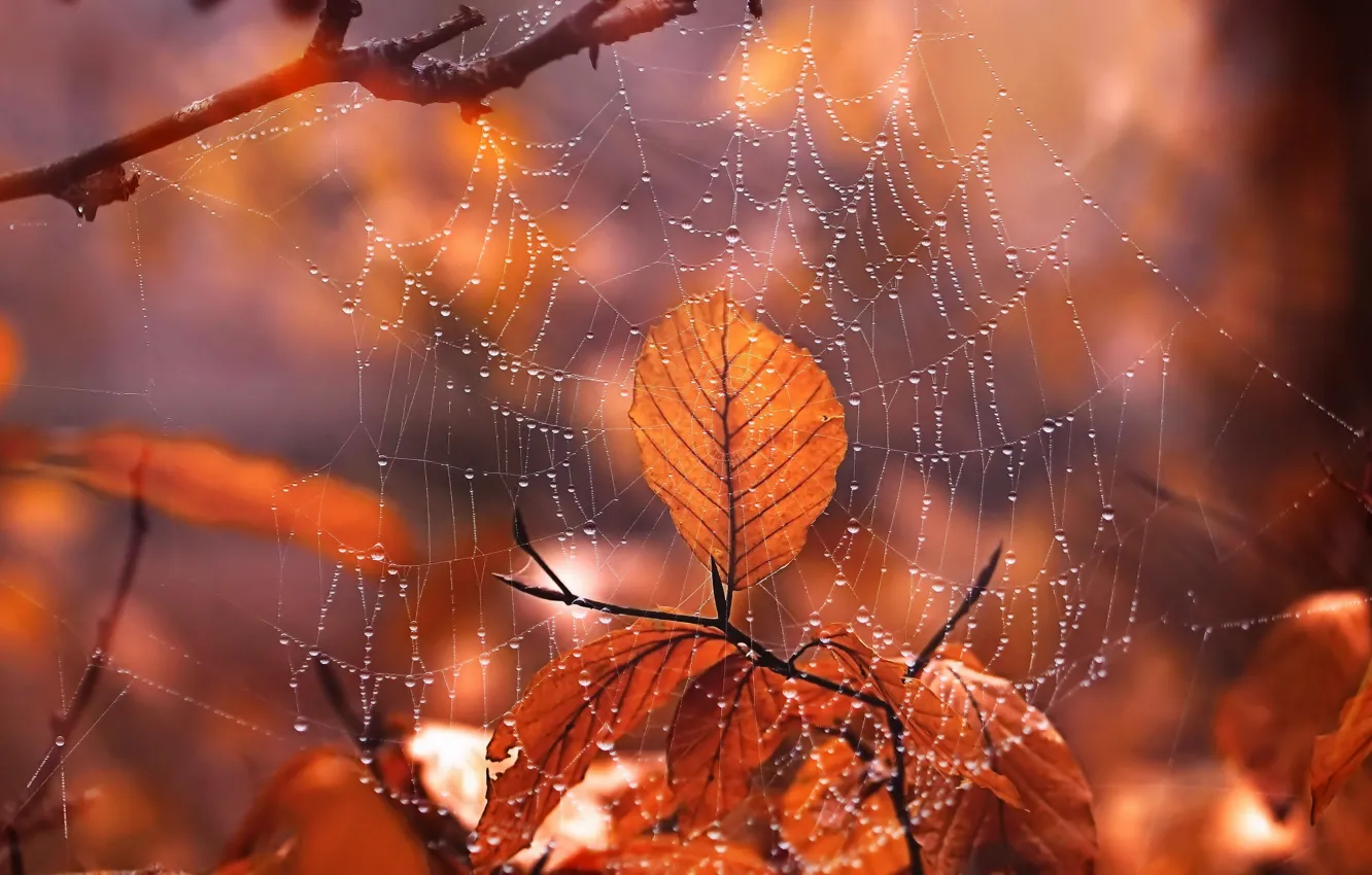 Photo wallpaper autumn, leaves, web