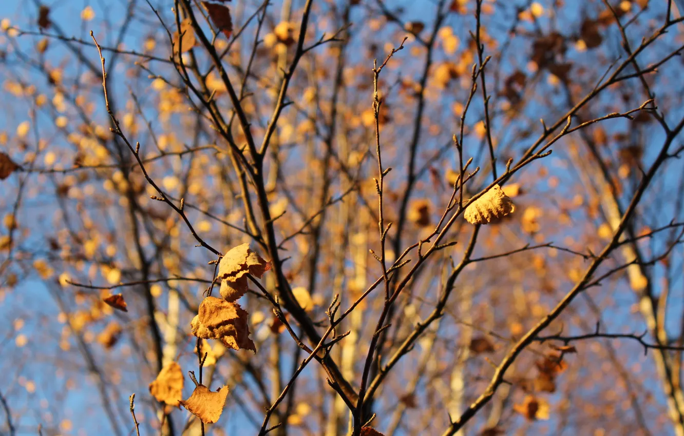 Photo wallpaper autumn, the sky, leaves, birch, real photo.