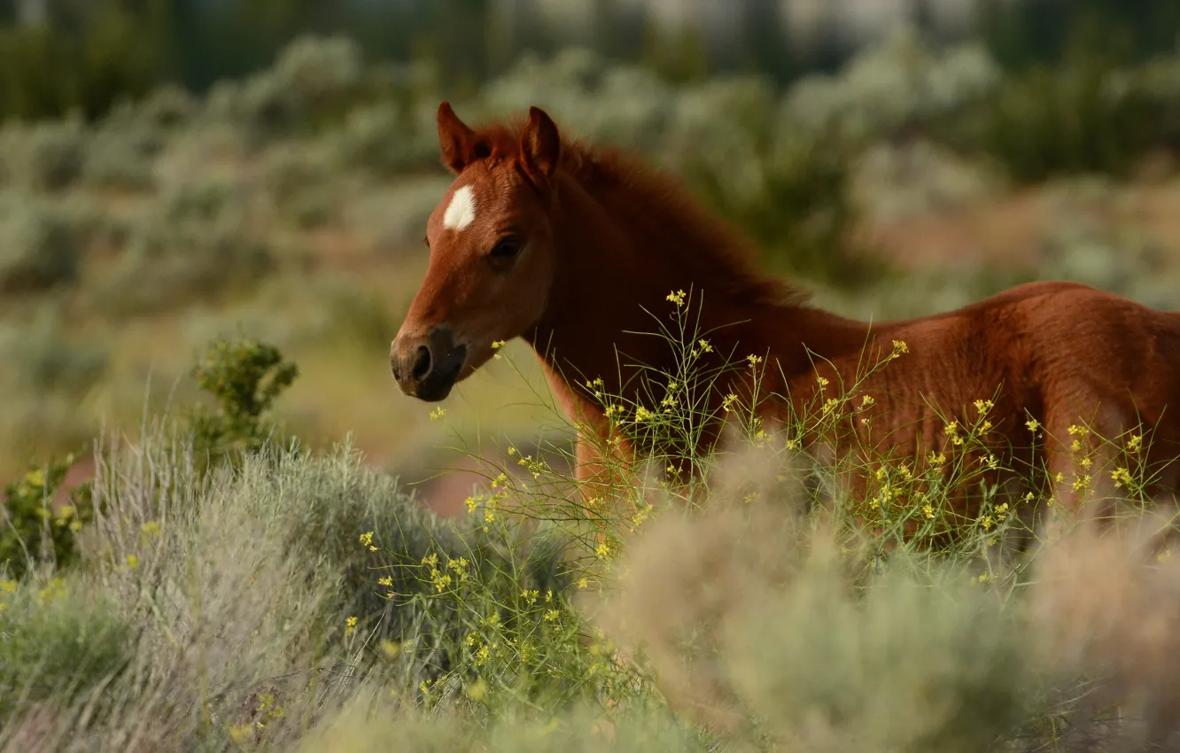 Photo wallpaper grass, face, horse, horse, foal