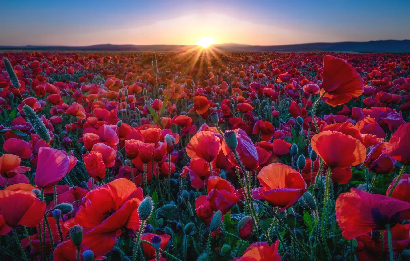 Photo wallpaper the sun, sunset, Maki, meadow