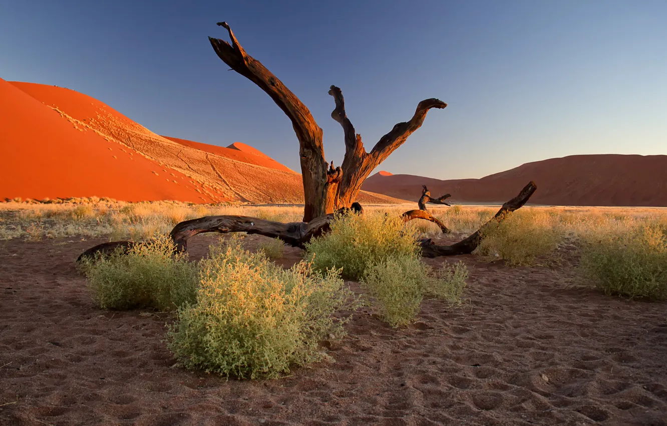 Photo wallpaper sand, sunset, tree, barkhan, Africa, the bushes, Namibia, the Namib desert