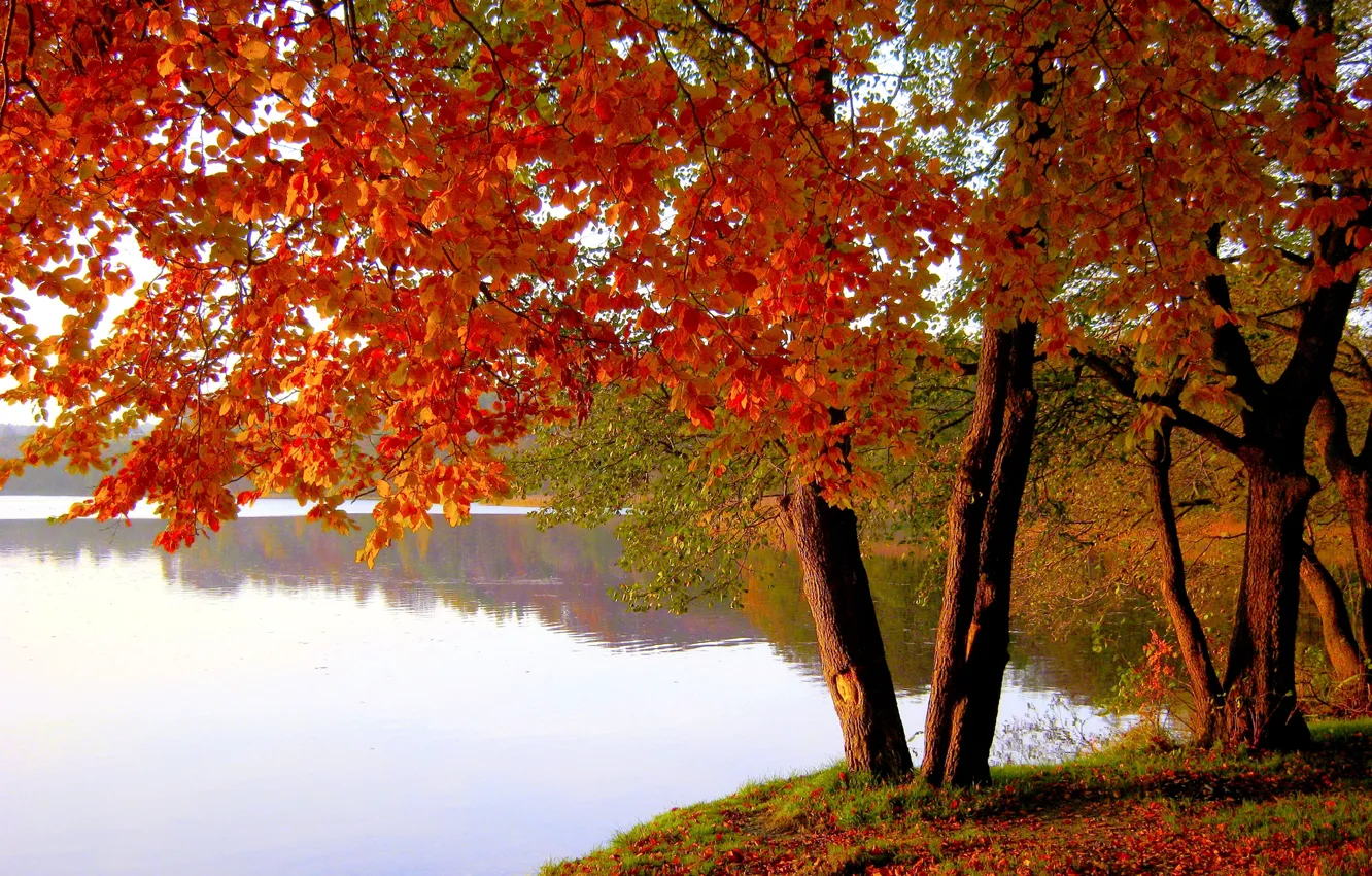 Photo wallpaper autumn, leaves, trees, lake, pond, Park, the crimson