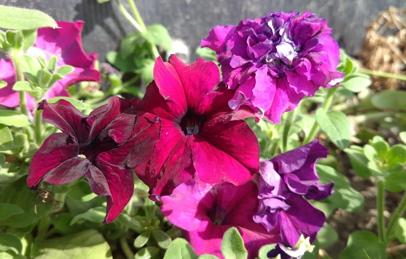 Photo wallpaper summer, flowers, Petunia, Mamala ©