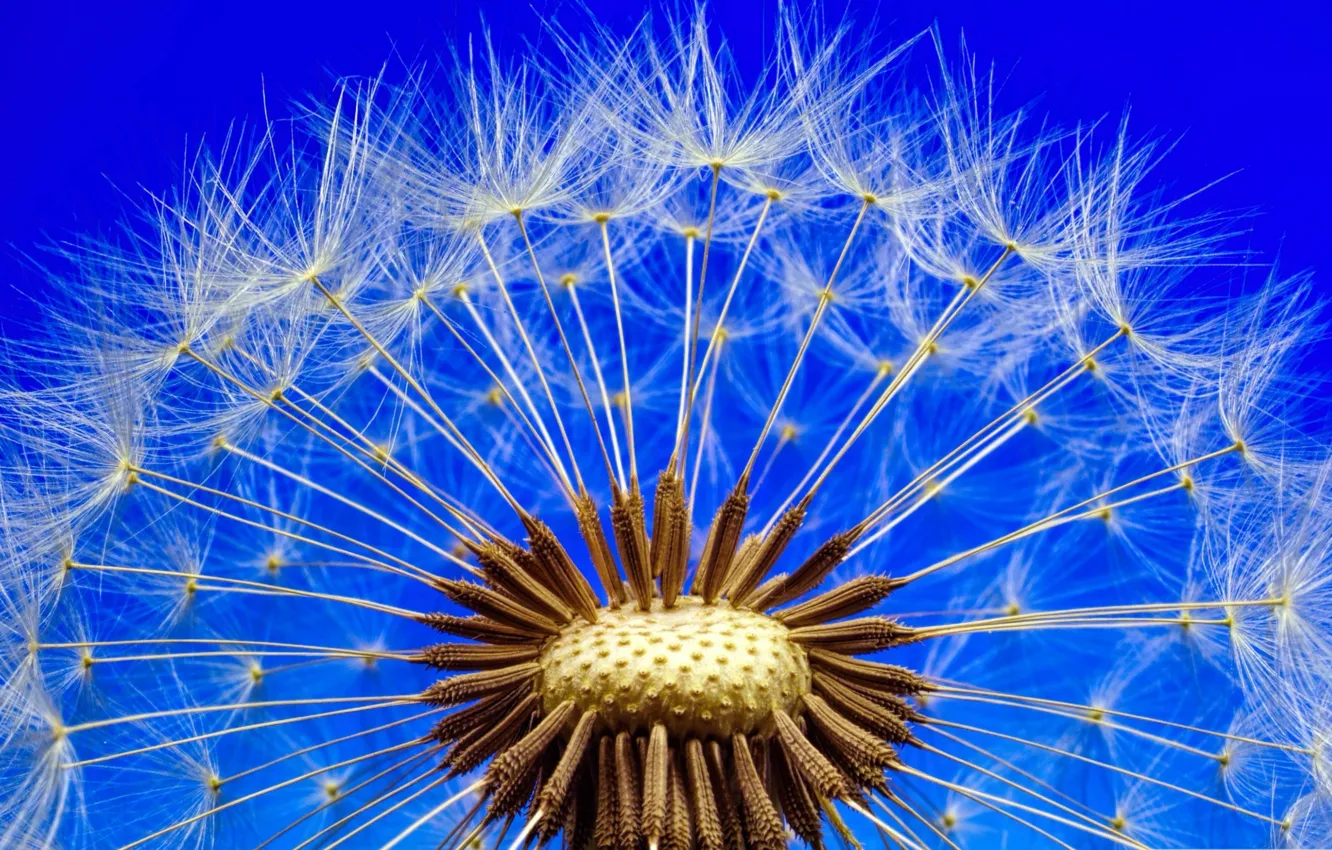 Photo wallpaper flowers, nature, dandelion, blade of grass
