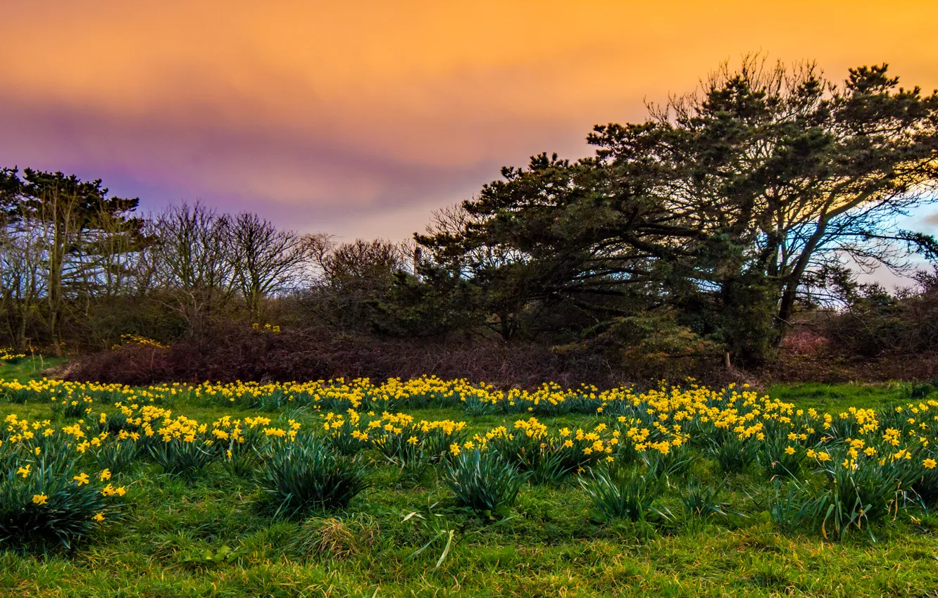Photo wallpaper grass, sunset, flowers, yellow, spring, the evening, garden, the bushes