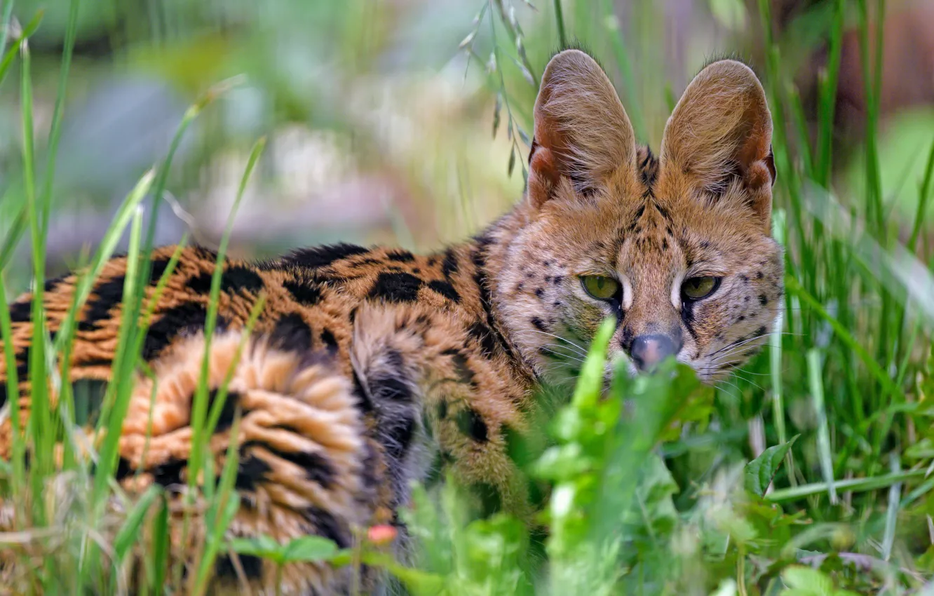 Photo wallpaper grass, look, face, nature, lies, bokeh, Serval