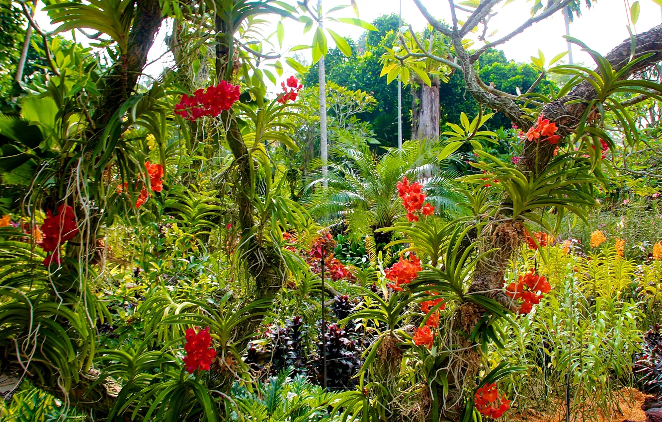 Photo wallpaper trees, flowers, garden, Singapore, orchids, the bushes, Botanic Gardens
