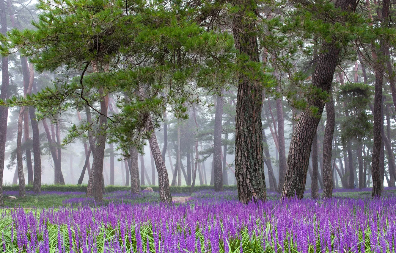 Photo wallpaper forest, trees, flowers, branches, fog, Park, glade, spring