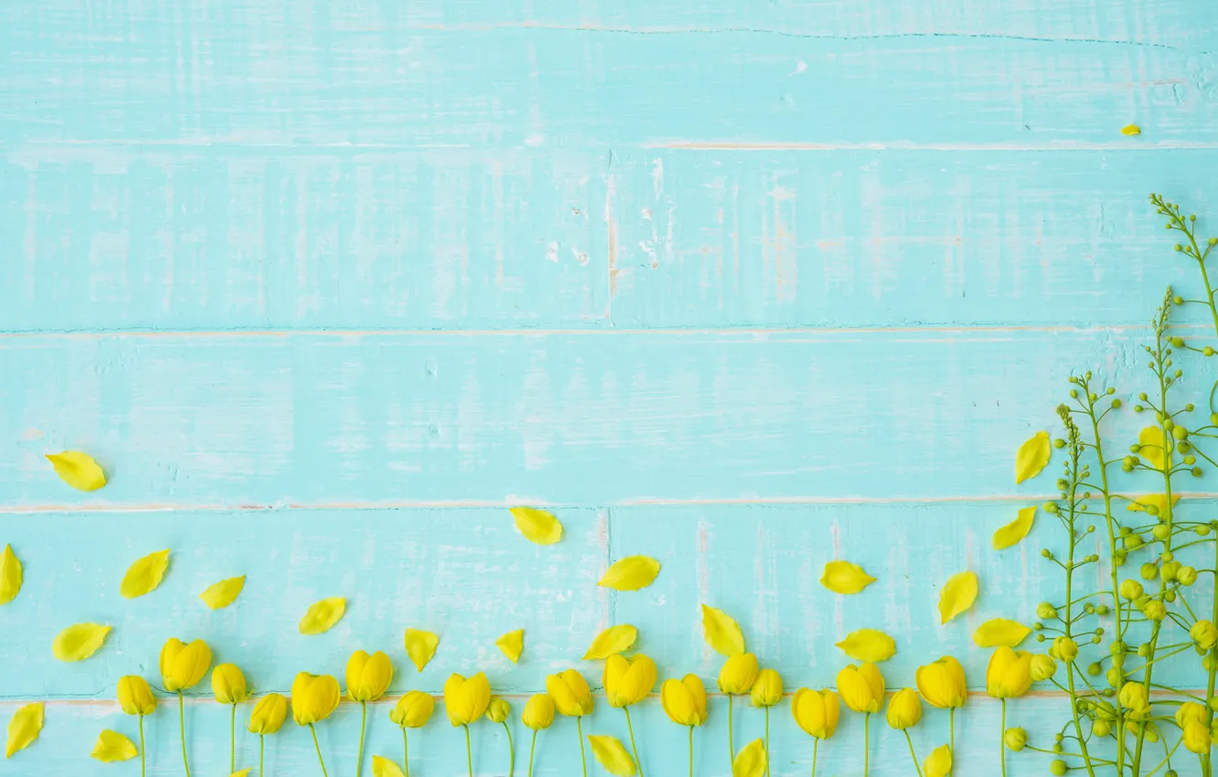 Photo wallpaper flowers, background, tree, blue, Board, yellow, petals, yellow