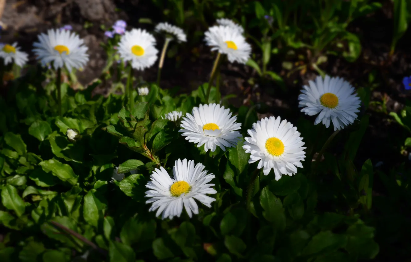 Photo wallpaper flowers, chamomile, spring, white