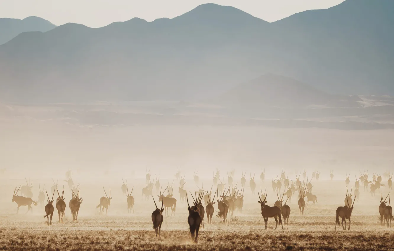 Photo wallpaper field, hills, Africa, Namibia, the herd, antelope, Oryx, pasture