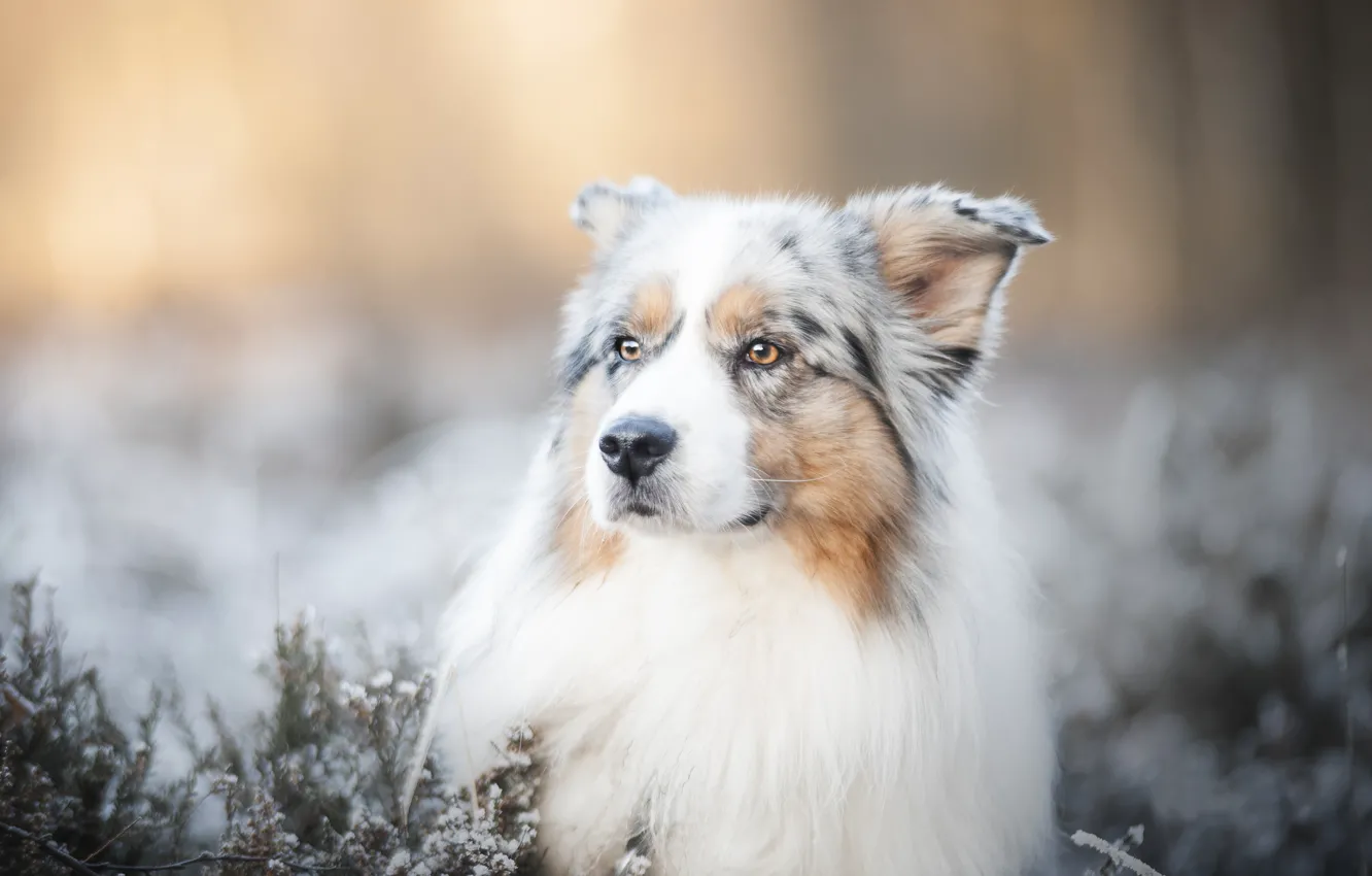 Photo wallpaper face, dog, bokeh, Australian shepherd, Aussie