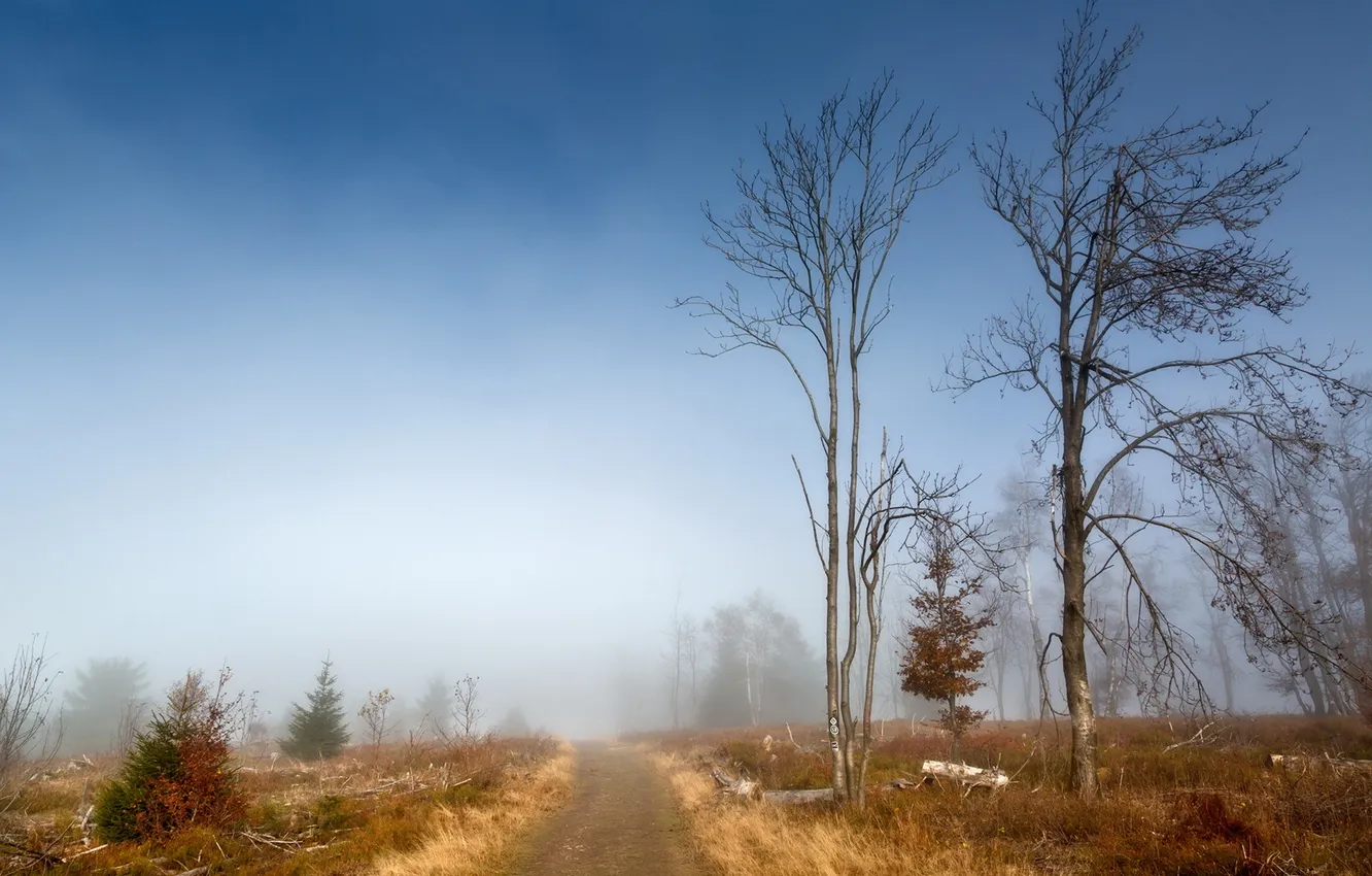 Photo wallpaper road, autumn, trees, fog