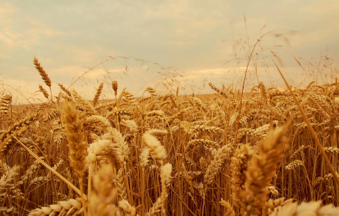Photo wallpaper wheat, field, stem, ears, farm, wheat fields