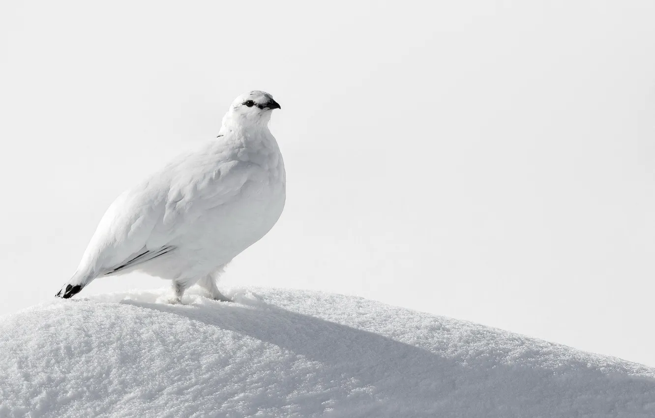 Photo wallpaper snow, bird, white, Ptarmigan