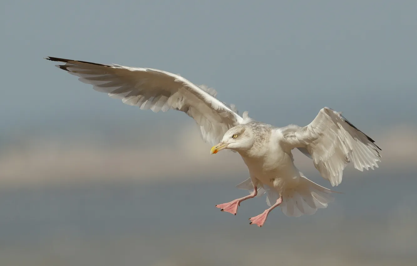 Photo wallpaper flight, nature, bird
